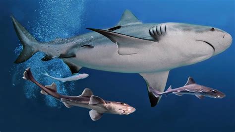 Great White Shark Birth
