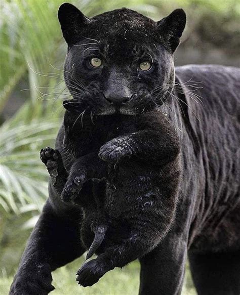 Black Panther With Its Cub Rpics