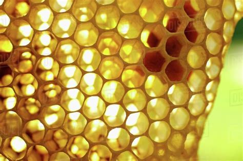 A Honeycomb Close Up Stock Photo Dissolve