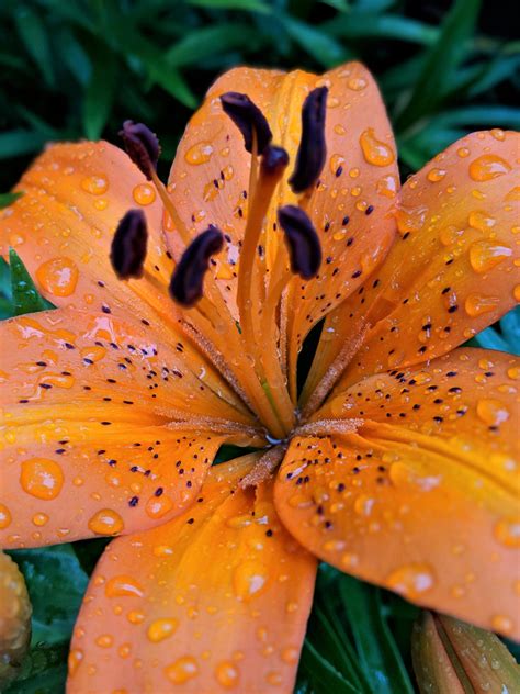 Orange Tiger Lily I By Paigemillsart On Deviantart