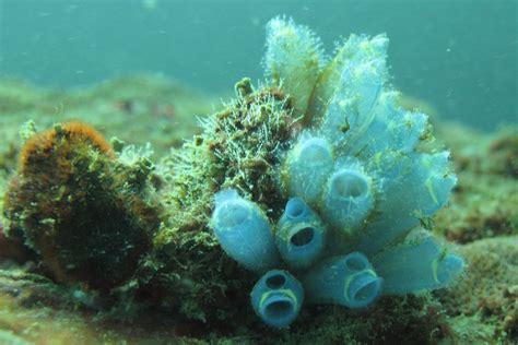 The Blue Sea Squirt - Whats That Fish!