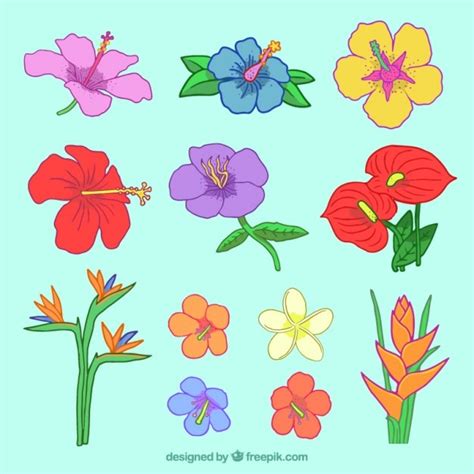 Hand Drawn Colored Wild Flowers Vector Free Download