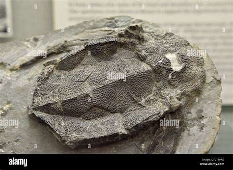 Fossil Head Bone Of Bothriolepis Canadensis A Bony Fish Of Devonian