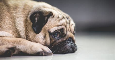 9 Signs Of Stress In Dogs And Cats And How To Relieve Them Furtropolis