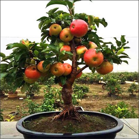 Fruit Trees Home Gardening Apple Cherry Pear Plum Fast Growing Fruit Trees In The Philippines