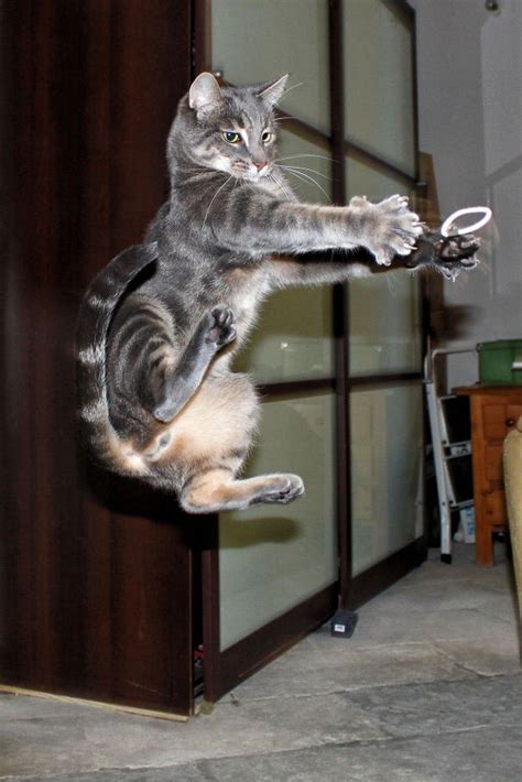 Cats Who Have Unleashed Their Inner Ninja Ninja Cats Sneaky Cat Cats