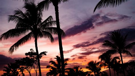 Download Wallpaper Tropical View With Palm Trees 3840x2160