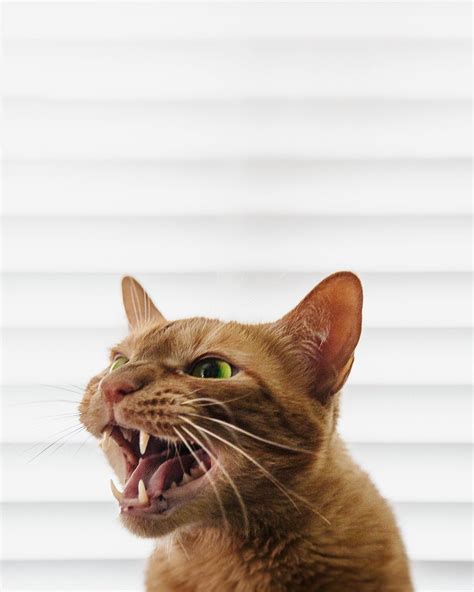 Snapped A Photo Of My Cat Mid Roar Rcats