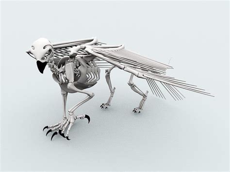 Bird Skeleton 3d Model 3ds Max Files Free Download Cadnav