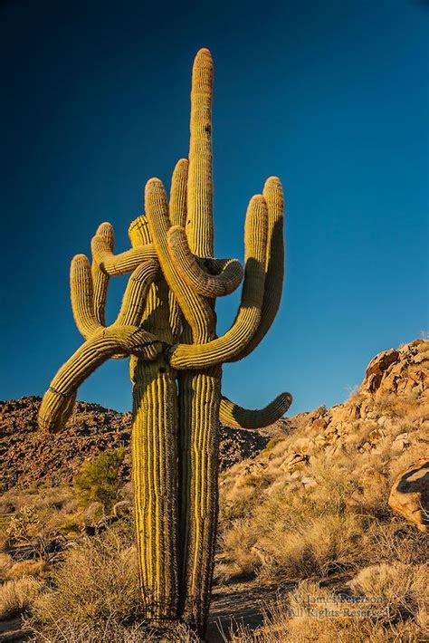The Embrace 2 Near Hualapai Mountains Arizona Arizona Cactus