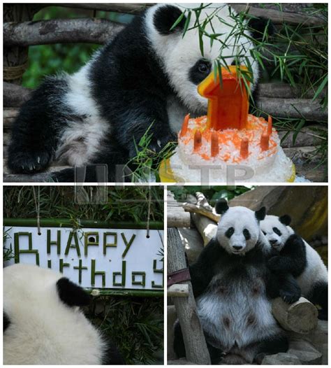 Aksi comel anak panda di zoo negara. Zoo Negara panda celebrates 1st birthday with ice cake ...
