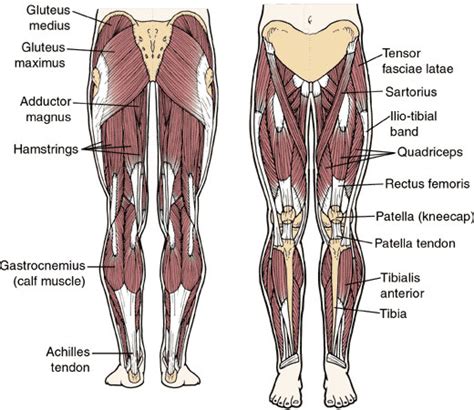 Quad leg muscles anatomy labeled diagram, vector illustration fitness poster. muscle gain « adriancrowe