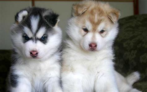 Cute Puppy Dogs Brown Siberian Husky Puppies