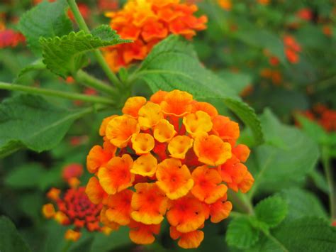 Việt Nam Ăn Chay Thiên Nhiên Thư Giãn Hoa Màu Cam Orange Colored