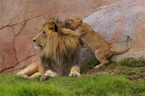 African Lion Cub Playing With Male Native To Africa Poster