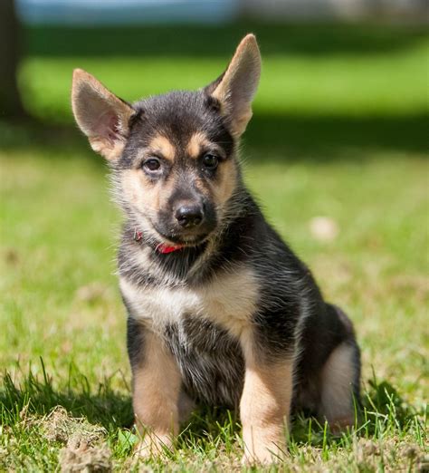 German Shepherd Husky Mix Puppies For Sale In Ohio Park Art