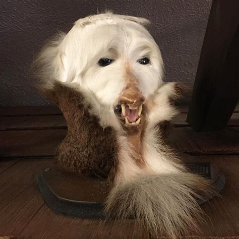 taxidermists are seriously turning deer butts into assquatches