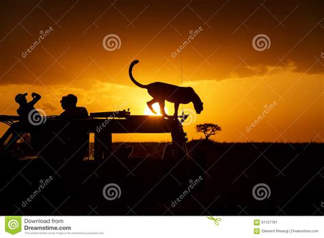 Cheetah At Sunset Stock Image Image Of Tourist National 61127781