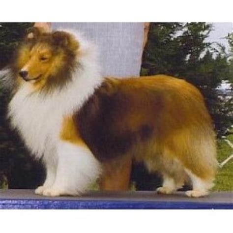 Since we are an all volunteer organization we do not have the staff to travel adoption application foster application volunteer application. Keystone Shelties, Shetland Sheepdog Breeder in Medina, Ohio