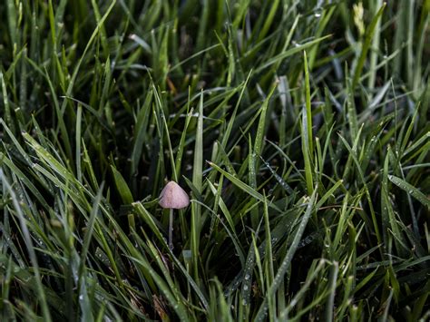 Mushroom Grows In Early Morning Free Stock Photo Public Domain Pictures