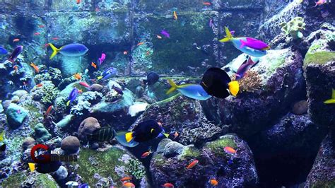 🔥 47 Aquarium Hd 1080p Wallpaper Wallpapersafari