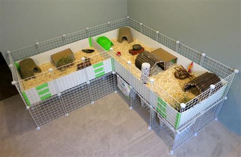 Lovely Guinea Pig Habitat At Home Pets