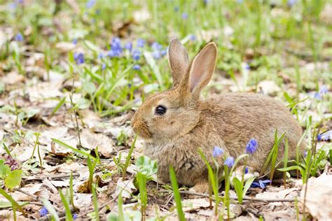 Wild Hare On A Flowering Meadow In Spring Easter Bunny In The