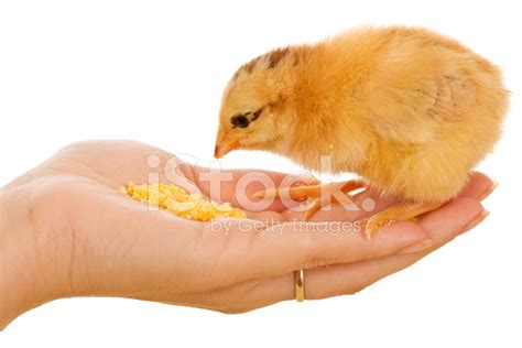 Little Chick Eating From Hand Stock Photos