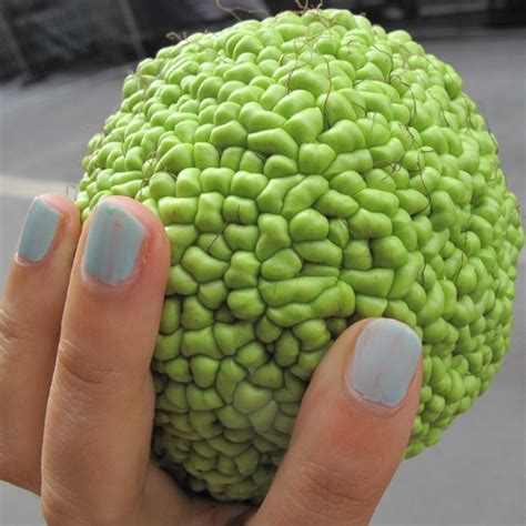 Osage Orange Seeds Maclura Pomifera Price €195