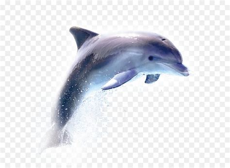 Its resolution is 2000x2843 and it is transparent background and png format. Delphin png herunterladen - 1417*1417 - Kostenlos ...