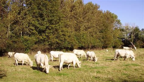 Troupeau de vaches charolaises près de Suilly-la-Tour, Bou ...