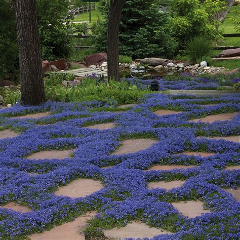 Flowering Ground Cover Shade Plants