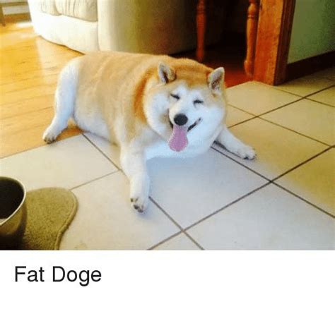 Save and share your meme collection! Fat Doge | Dank Meme on ME.ME