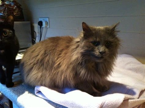 Long Haired Half Persian Cat Hinckley Leicestershire