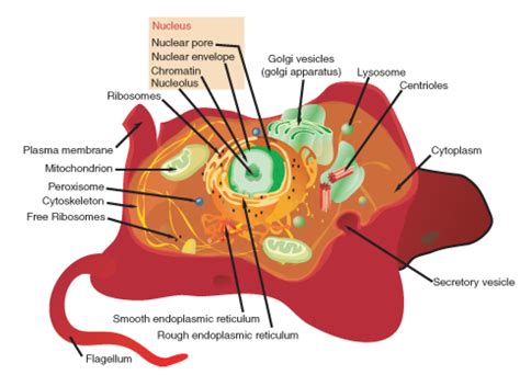 A labeled diagram of the animal cell and its organelles. Introduction to Cells ‹ OpenCurriculum