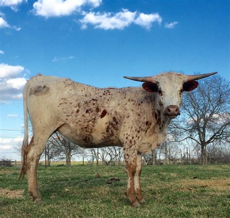 As it turns out, texas doesn't really have drive through coffee stands. Texas Longhorn owners always end up with much bigger herds ...