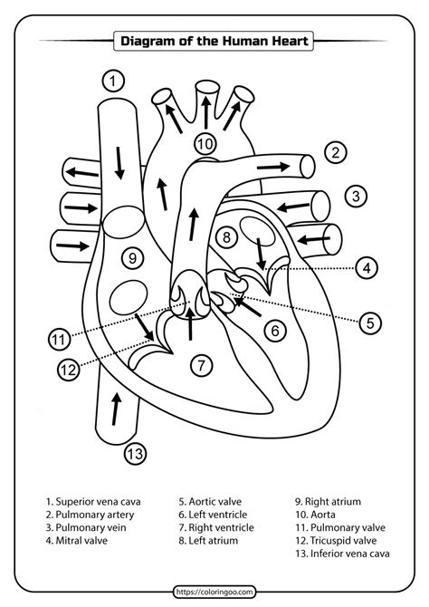 Printable Diagram Of The Human Heart Pdf Worksheet Medical School
