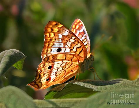 Butterfly Beauty Photograph By Rebecca Christine Cardenas