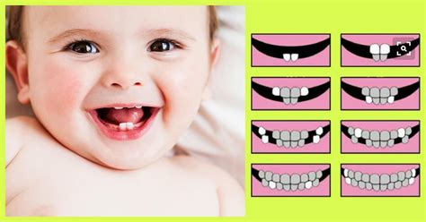This Is How Baby Teeth Grow In Order Of Appearance Babiecare Newmom