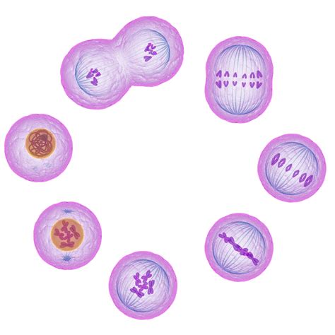 Mitosis Process And Different Stages Of Mitosis In Cell Division My Xxx Hot Girl