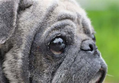 9 Dog Eye Problems With Pictures Causes Prevention And