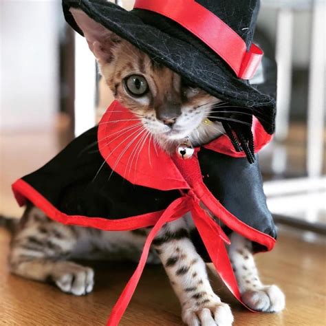 15 Best Halloween Costumes For Cats Cat Halloween Costume Cat