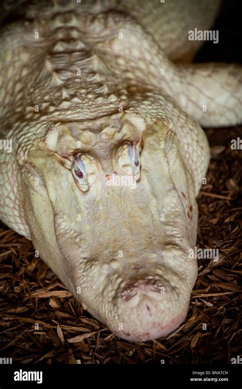 Rare Albino American Alligator Alligator Mississipiensis Relaxes On