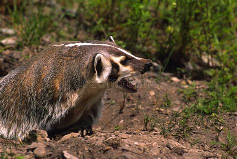 Aggressive Badger Stock Image Image Of Animal Wildlife 12528001