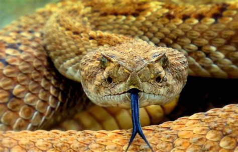 Conhe A As Caracter Sticas Das Cobras E Serpentes Pe Onhentas