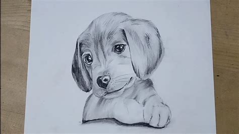 Realistic Puppy Drawing Easy How To Draw A Puppy Youtube How To Draw