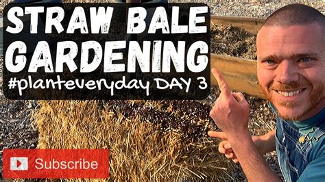 Straw bale gardening just might be the solution to your gardening challenges. Straw Bale Gardening - #planteveryday - Prepping ...