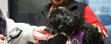 Your pet deserves the best and your wallet deserves a rest! Pet Care - LifeLine Animal Project | Affordable Vet Care