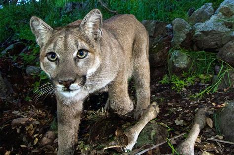 Eastern Mountain Lions May Be Extinct But Locals Still See Them Wsj