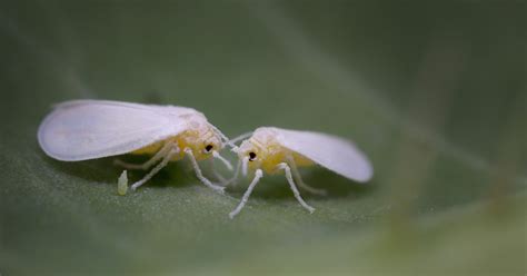 What You Should Know Aphids And Whiteflies In California Aai Pest Blog